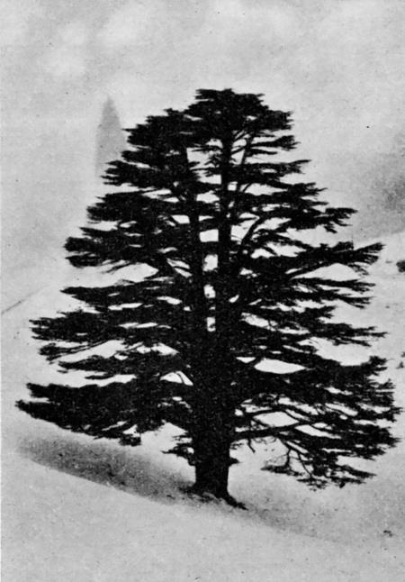 Иллюстрация к книге — История Сирии. Древнейшее государство в сердце Ближнего Востока [i_010.jpg]