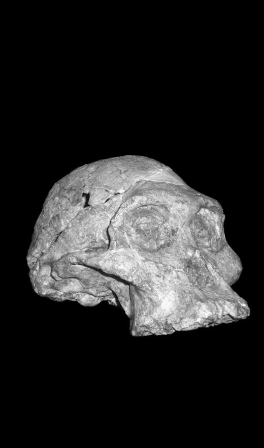 Иллюстрация к книге — Близкие контакты далеких предков. Как эволюционировал наш вид [i_004.jpg]