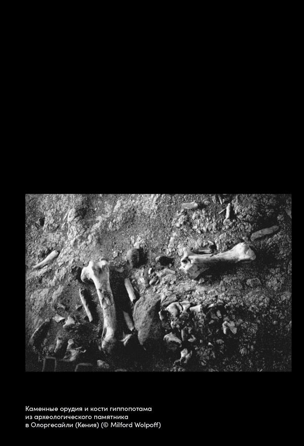 Иллюстрация к книге — Близкие контакты далеких предков. Как эволюционировал наш вид [i_007.jpg]