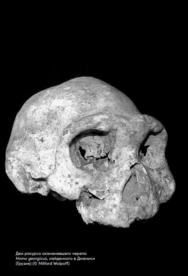 Иллюстрация к книге — Близкие контакты далеких предков. Как эволюционировал наш вид [i_009.jpg]