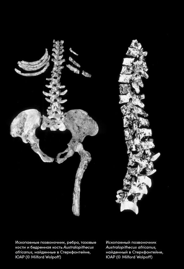 Иллюстрация к книге — Близкие контакты далеких предков. Как эволюционировал наш вид [i_011.jpg]