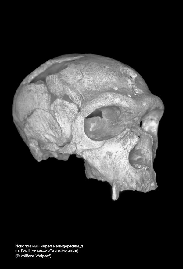 Иллюстрация к книге — Близкие контакты далеких предков. Как эволюционировал наш вид [i_012.jpg]