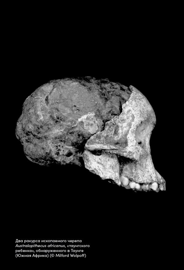 Иллюстрация к книге — Близкие контакты далеких предков. Как эволюционировал наш вид [i_014.jpg]