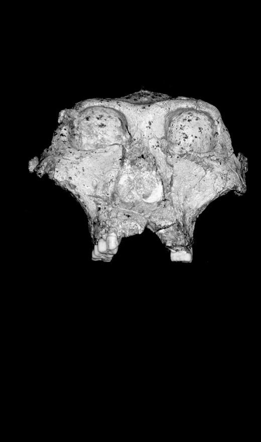 Иллюстрация к книге — Близкие контакты далеких предков. Как эволюционировал наш вид [i_015.jpg]