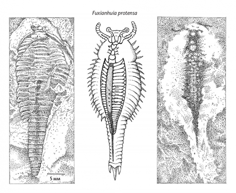 Иллюстрация к книге — Пламенный насос. Естественная история сердца [i_006.jpg]