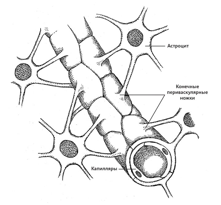 Иллюстрация к книге — Пламенный насос. Естественная история сердца [i_010.jpg]
