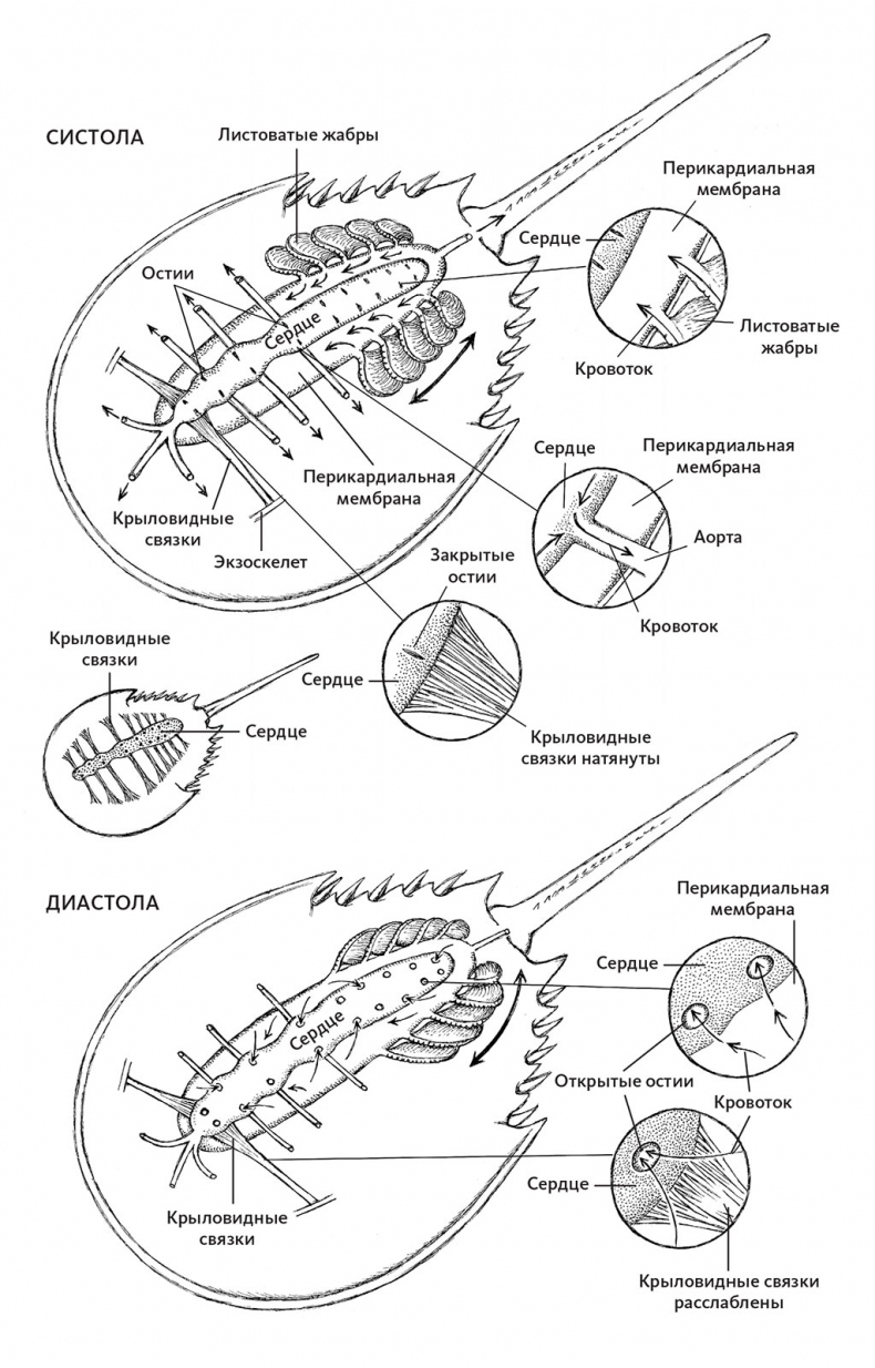 Иллюстрация к книге — Пламенный насос. Естественная история сердца [i_012.jpg]