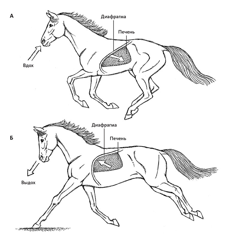 Иллюстрация к книге — Пламенный насос. Естественная история сердца [i_013.jpg]