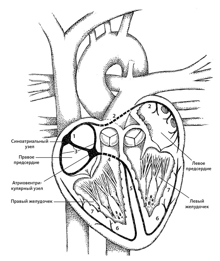 Иллюстрация к книге — Пламенный насос. Естественная история сердца [i_014.jpg]