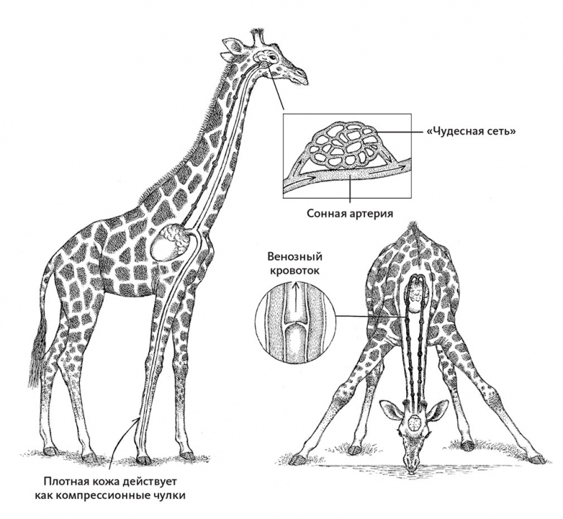 Иллюстрация к книге — Пламенный насос. Естественная история сердца [i_020.jpg]