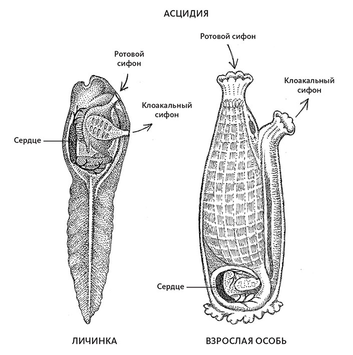 Иллюстрация к книге — Пламенный насос. Естественная история сердца [i_021.jpg]