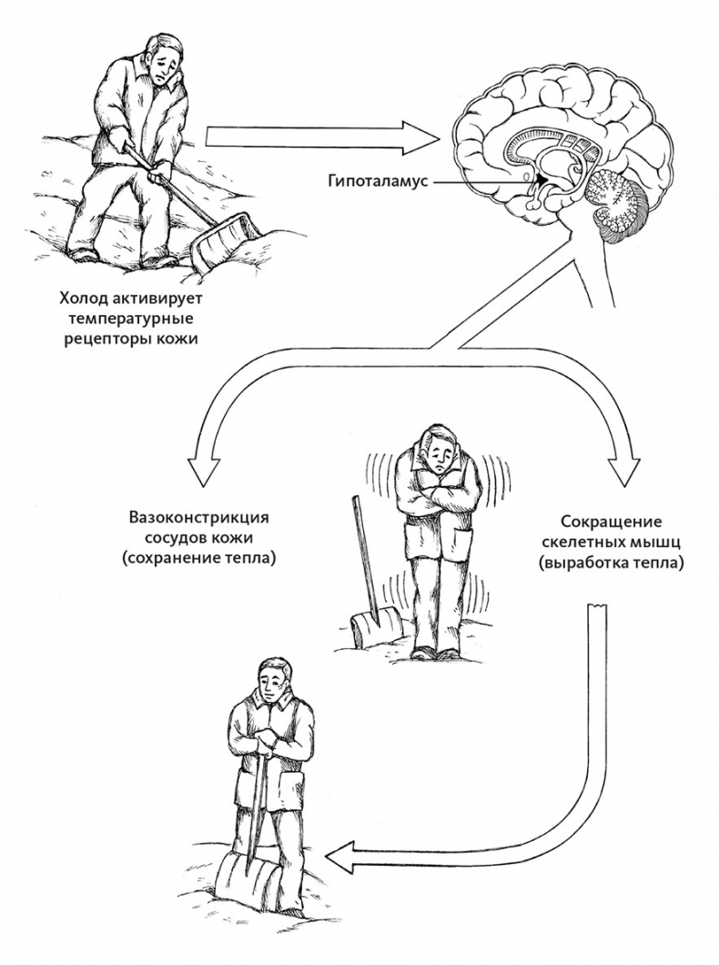 Иллюстрация к книге — Пламенный насос. Естественная история сердца [i_026.jpg]