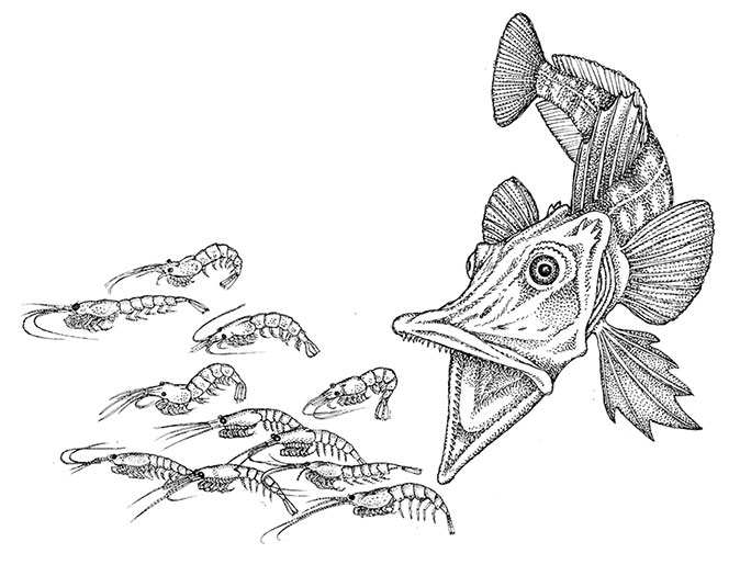 Иллюстрация к книге — Пламенный насос. Естественная история сердца [i_027.jpg]