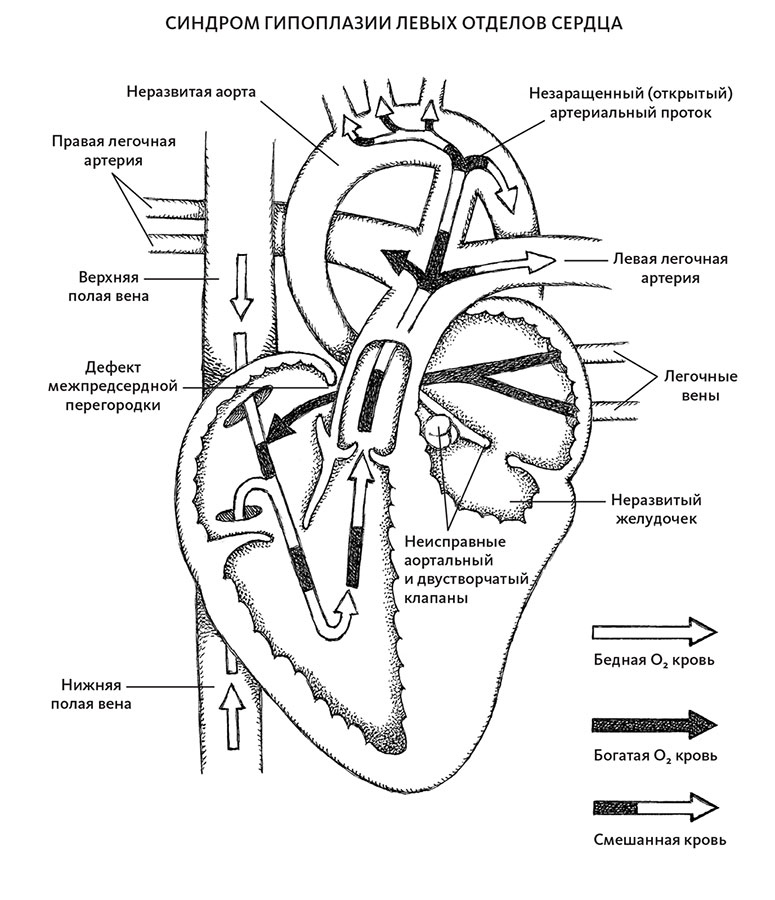 Иллюстрация к книге — Пламенный насос. Естественная история сердца [i_028.jpg]