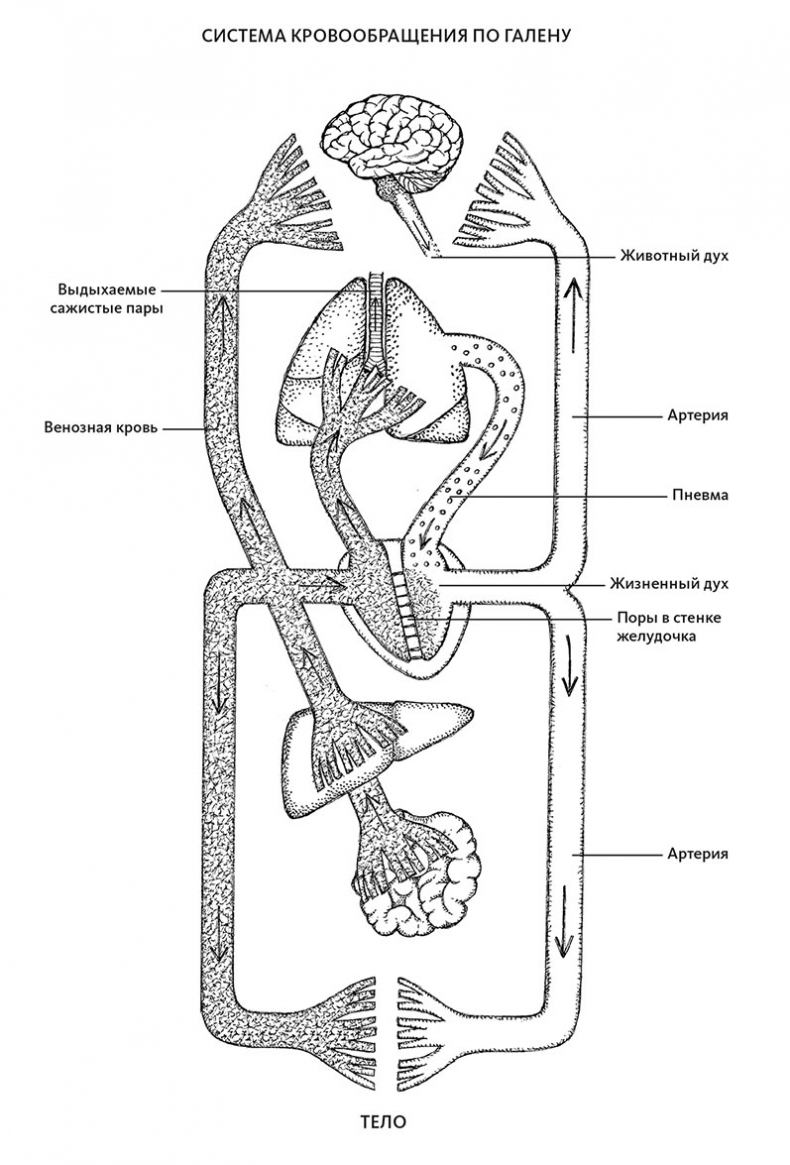 Иллюстрация к книге — Пламенный насос. Естественная история сердца [i_031.jpg]
