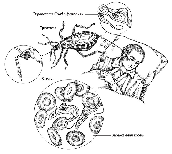 Иллюстрация к книге — Пламенный насос. Естественная история сердца [i_033.jpg]