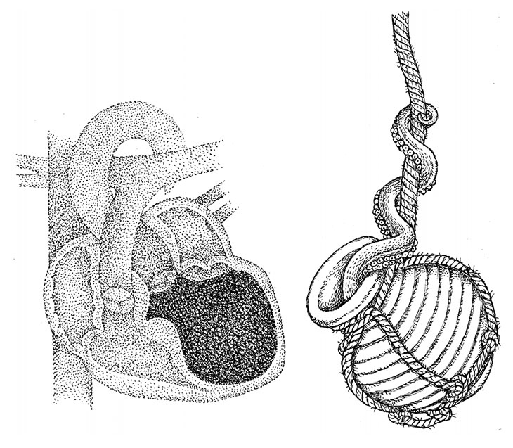 Иллюстрация к книге — Пламенный насос. Естественная история сердца [i_037.jpg]