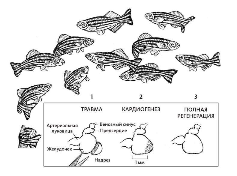Иллюстрация к книге — Пламенный насос. Естественная история сердца [i_039.jpg]