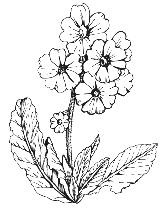 Иллюстрация к книге — Мы из Дачкино. Советы без занудства для новых дачников [i_006.jpg]