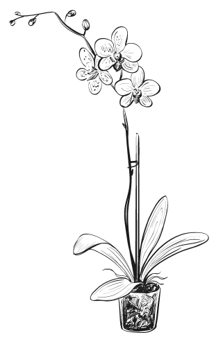 Иллюстрация к книге — Мы из Дачкино. Советы без занудства для новых дачников [i_007.jpg]