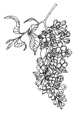 Иллюстрация к книге — Мы из Дачкино. Советы без занудства для новых дачников [i_009.jpg]