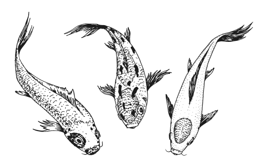 Иллюстрация к книге — Мы из Дачкино. Советы без занудства для новых дачников [i_011.jpg]