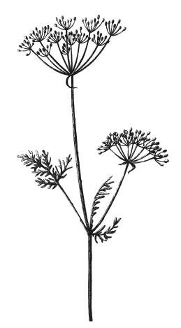 Иллюстрация к книге — Мы из Дачкино. Советы без занудства для новых дачников [i_012.jpg]