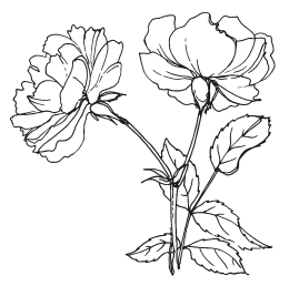 Иллюстрация к книге — Мы из Дачкино. Советы без занудства для новых дачников [i_015.jpg]