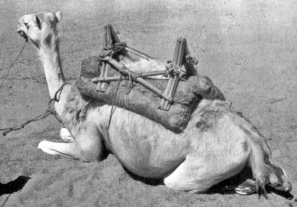 Иллюстрация к книге — Животные в войнах древнего мира [i_059.jpg]