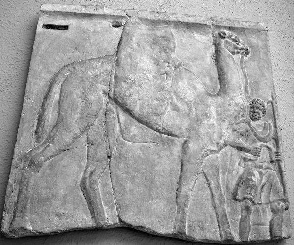 Иллюстрация к книге — Животные в войнах древнего мира [i_096.jpg]