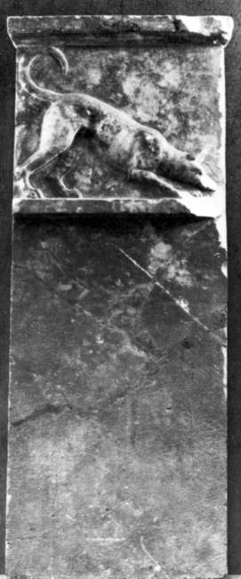 Иллюстрация к книге — Животные в войнах древнего мира [i_116.jpg]