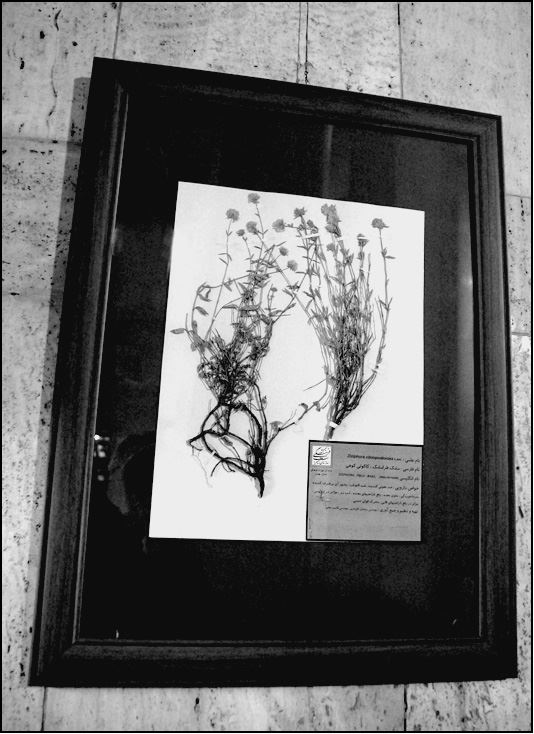 Иллюстрация к книге — Древняя Персия и ее тайны [i_028.jpg]