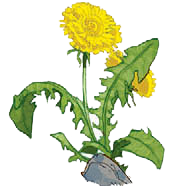 Иллюстрация к книге — По следам лунных цветов [i_010.jpg]