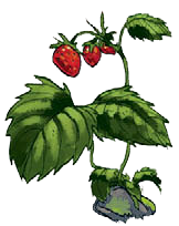 Иллюстрация к книге — По следам лунных цветов [i_019.jpg]