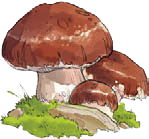 Иллюстрация к книге — Водный фокус [i_026.jpg]