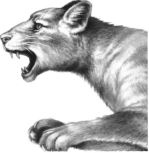 Иллюстрация к книге — Месть пумы [i_006.jpg]