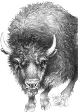 Иллюстрация к книге — Месть пумы [i_007.jpg]