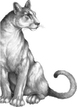 Иллюстрация к книге — Месть пумы [i_016.jpg]