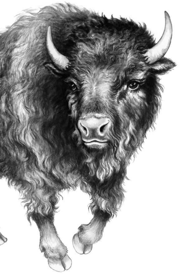 Иллюстрация к книге — Месть пумы [i_024.jpg]