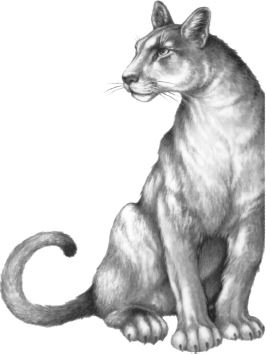 Иллюстрация к книге — Месть пумы [i_029.jpg]