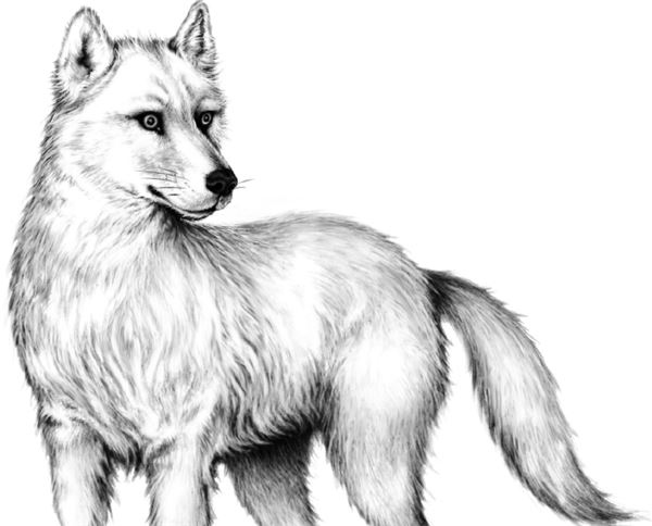 Иллюстрация к книге — Месть пумы [i_035.jpg]