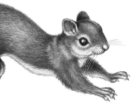 Иллюстрация к книге — Месть пумы [i_039.jpg]