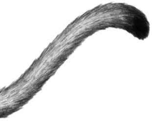 Иллюстрация к книге — Месть пумы [i_046.jpg]