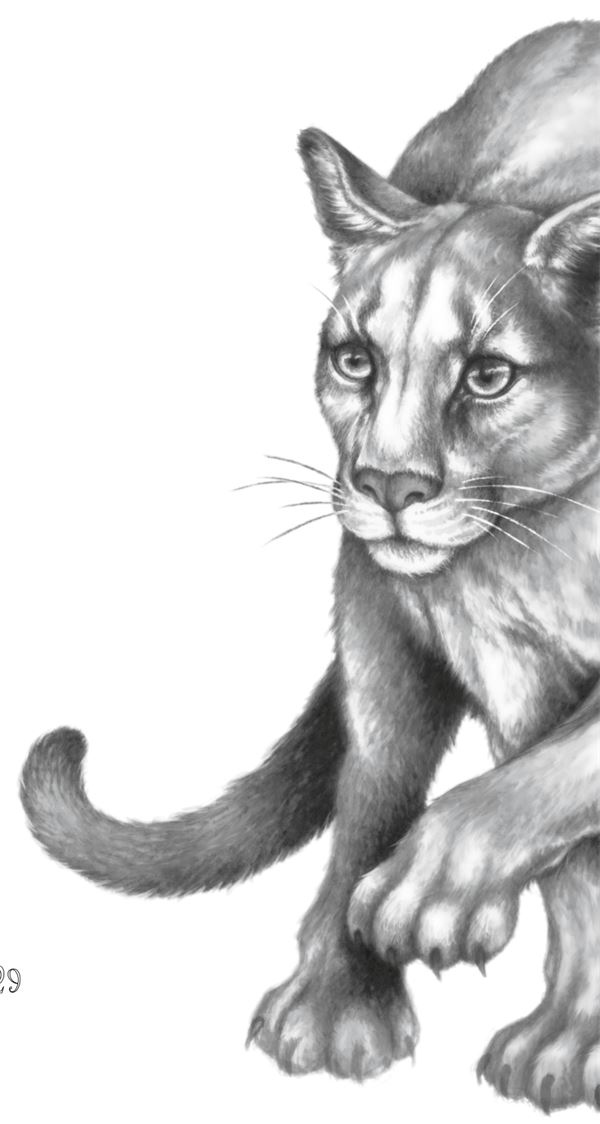 Иллюстрация к книге — Месть пумы [i_048.jpg]