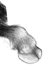 Иллюстрация к книге — Месть пумы [i_050.jpg]