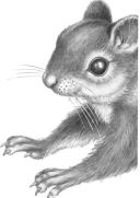 Иллюстрация к книге — Месть пумы [i_059.jpg]