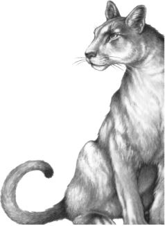 Иллюстрация к книге — Месть пумы [i_067.jpg]