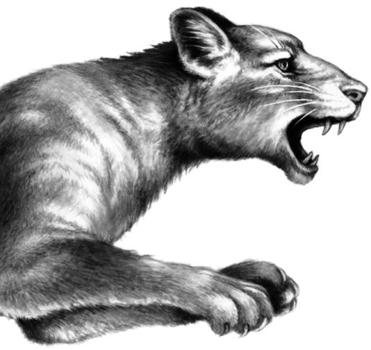 Иллюстрация к книге — Месть пумы [i_069.jpg]