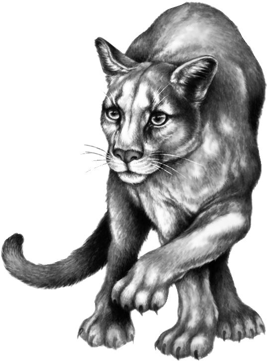 Иллюстрация к книге — Месть пумы [i_079.jpg]