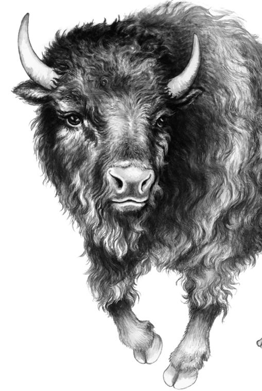 Иллюстрация к книге — Месть пумы [i_082.jpg]